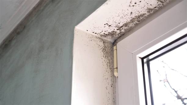 Best Local Mold Removal Service  in Diaz, AR