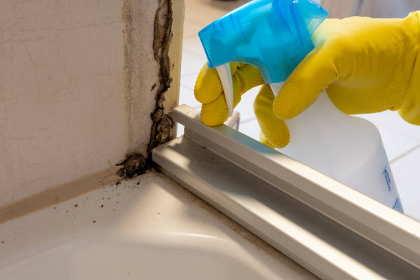 Best Home Mold Removal  in Diaz, AR