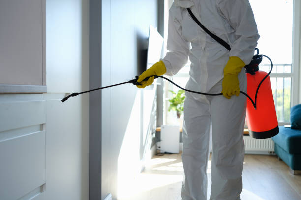 Best Mold Remediation  in Diaz, AR