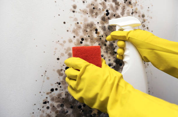 Best Mold Cleaning Services  in Diaz, AR
