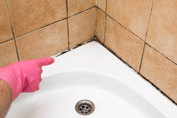 Best Best Mold Removal Companies  in Diaz, AR
